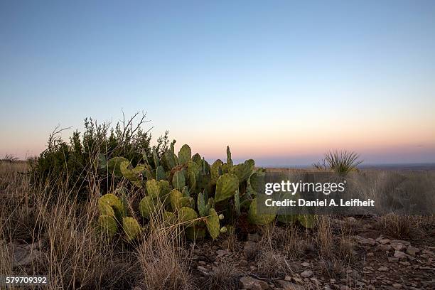 new mexico cactus desert landscape - carlsbad caverns national park stock pictures, royalty-free photos & images