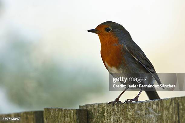 robin (erithacus rubecula) on a fence. - carmine persico foto e immagini stock