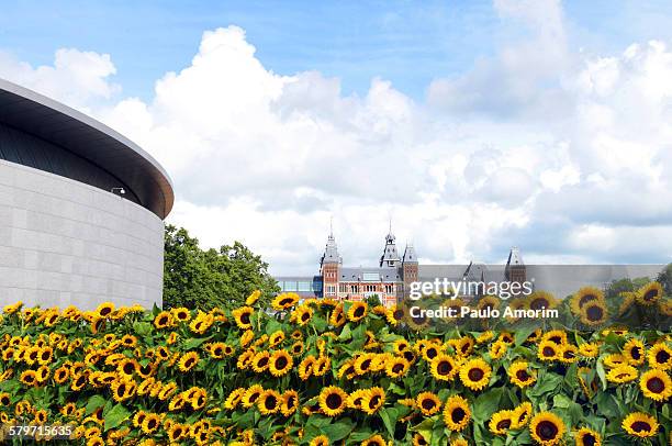 sunflowers in amsterdam - rijksmuseum stockfoto's en -beelden