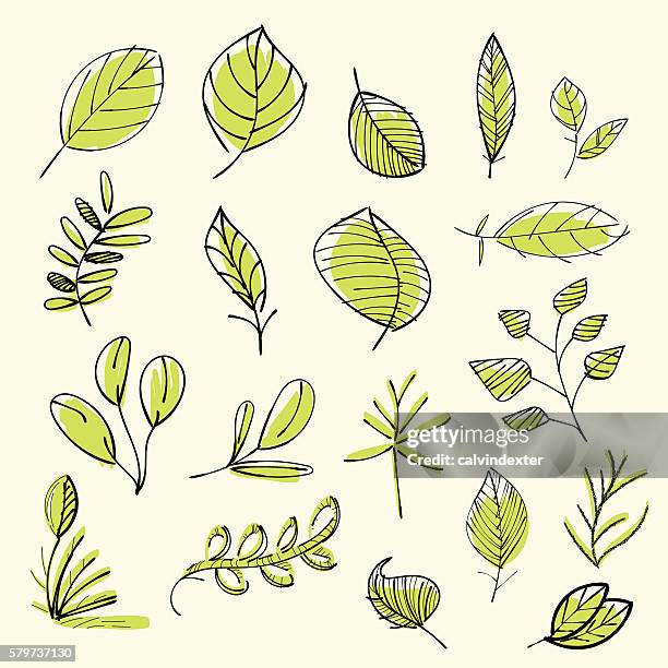 ilustraciones, imágenes clip art, dibujos animados e iconos de stock de juego de hojas de dibujo a mano - branch plant part