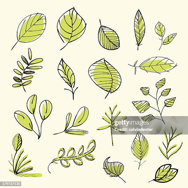 ilustrações, clipart, desenhos animados e ícones de conjunto de mão desenhada folhas - ramo parte de uma planta