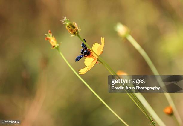 Indian Wasp Insect 300 India Wasps Stock Photos, High-Res Pictures, and Images - Getty Images