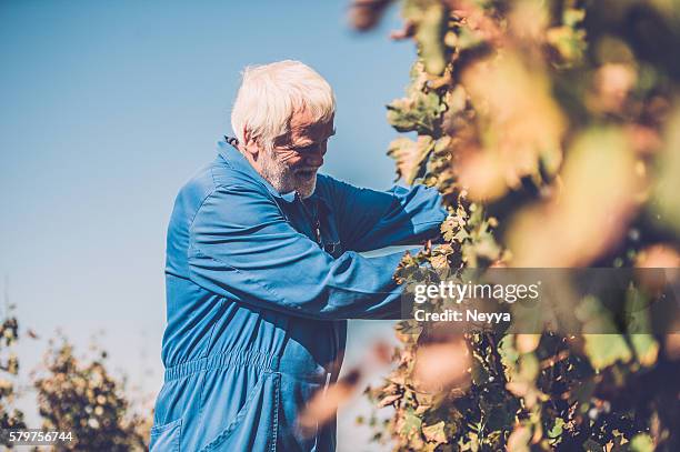 hombre mayor con barba recolección de las uvas rojo, blanco - wine maker fotografías e imágenes de stock