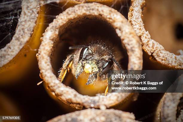 honey bee (apis mellifera) in a bee house - drone bee stock pictures, royalty-free photos & images