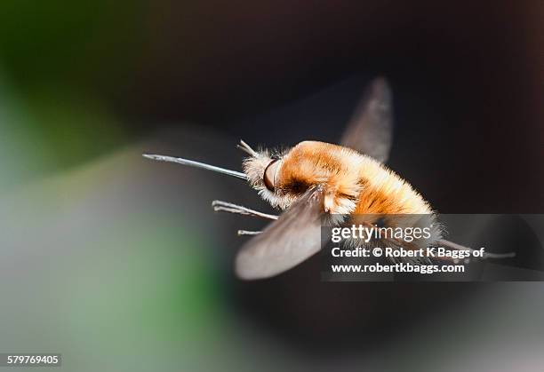 beefly in flight (bombyliidae) - bee fly stock pictures, royalty-free photos & images