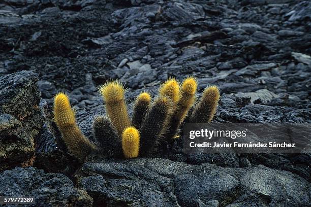 lava cactus. santiago island. galapagos islands - lava cacti brachycereus nesioticus stock pictures, royalty-free photos & images
