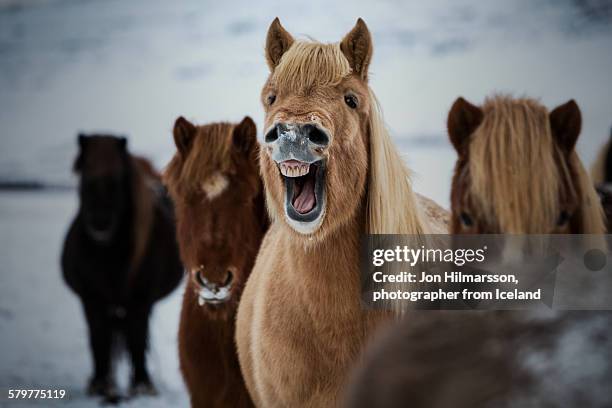 laughing horse - horse humour stock pictures, royalty-free photos & images