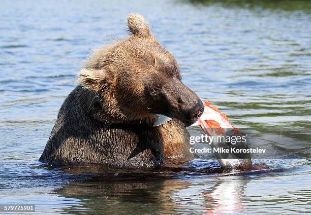 red salmon spawning in kamchatka - sockeye salmon stock pictures, royalty-free photos & images