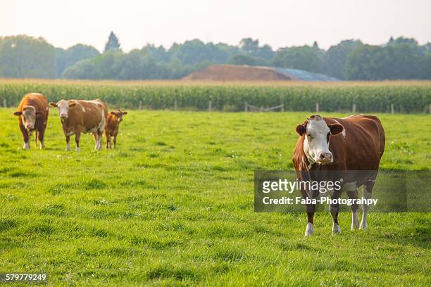 cow on field - bse stock-fotos und bilder