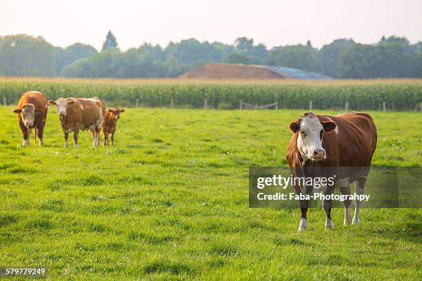 cow on field - bse stock pictures, royalty-free photos & images