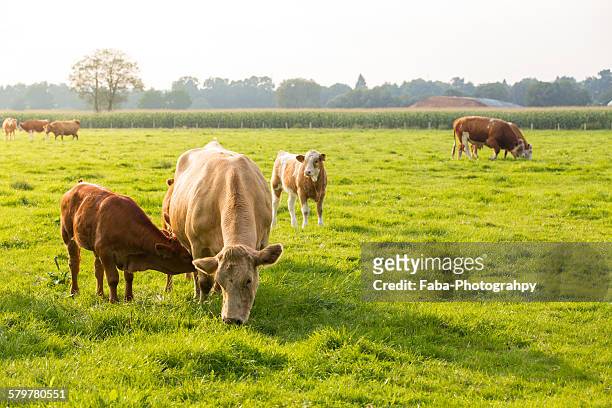 young cow - grazing stock pictures, royalty-free photos & images