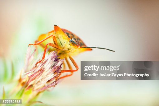 A shield bug (Carpocoris fuscipinus) A shield bug (Carpocoris fuscipinus)