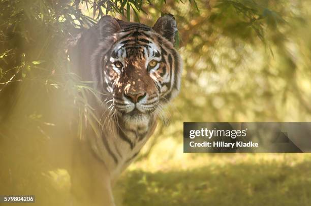 tiger hiding behind bushes - stalking stock pictures, royalty-free photos & images