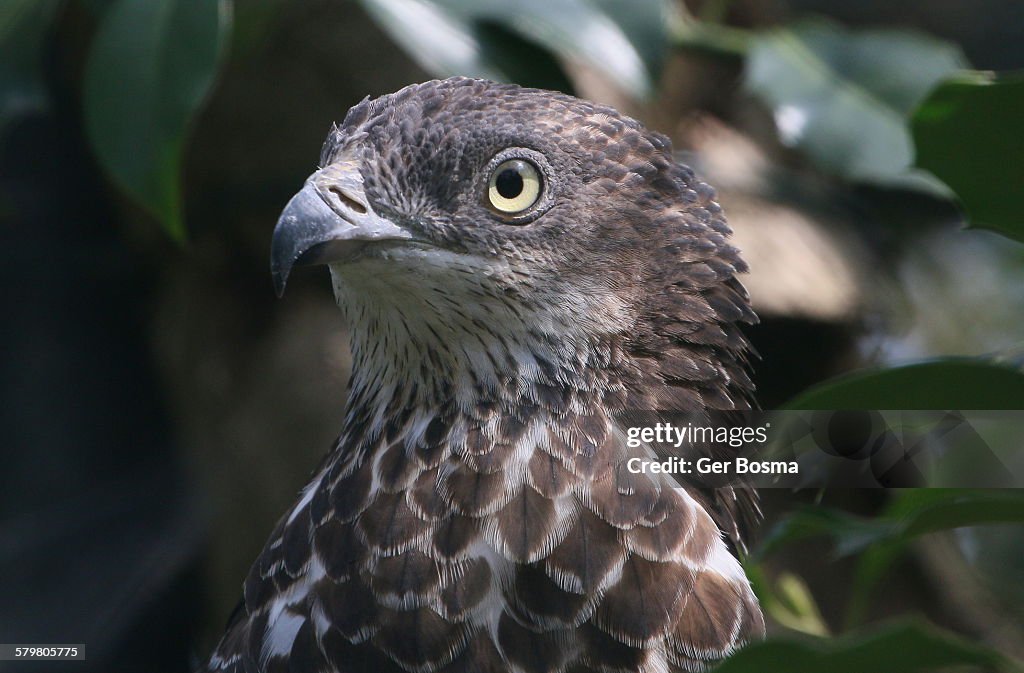 Honey buzzard