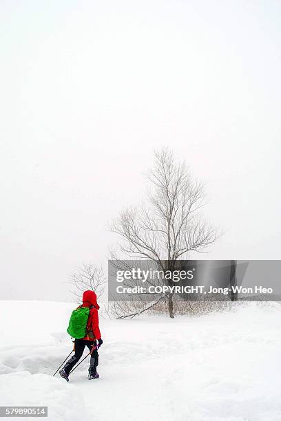 a tree welcoming a lady climbing the mountain covered by white snow - climbing a white mountain stockfoto's en -beelden