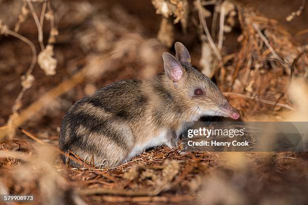 eastern barred bandicoot - extinct stock pictures, royalty-free photos & images