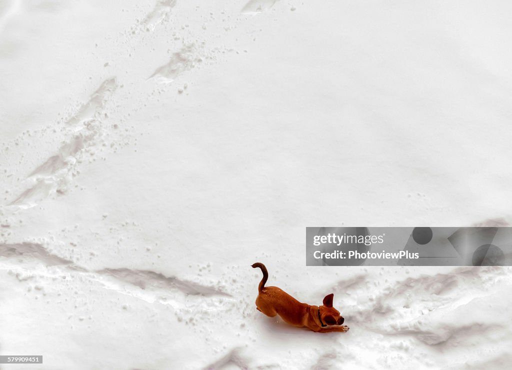 Puggle making tracks in the snow