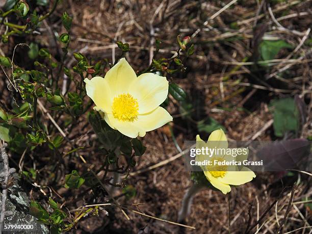 pulsatilla alpina (delarbre subsp. apiifolia) - pulsatilla alpina stock pictures, royalty-free photos & images