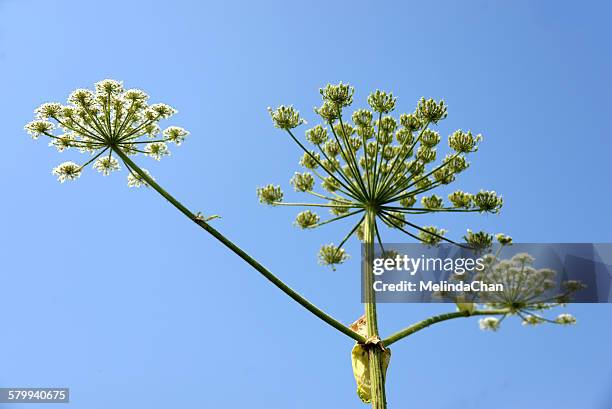 conium maculatum (poison hemlock) - poison hemlock stock pictures, royalty-free photos & images