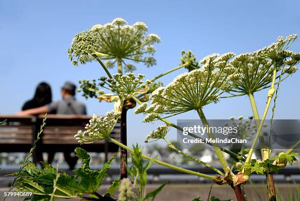 conium maculatum (poison hemlock) - poison hemlock stock pictures, royalty-free photos & images