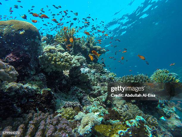 red sea marine life - mar rojo fotografías e imágenes de stock