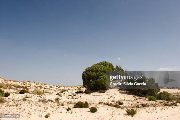 dunes and pine on doñana national park, huelva. - reserva natural parque nacional stock pictures, royalty-free photos & images