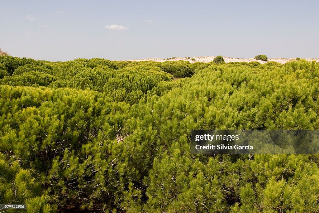 Dunes and pine on Doñana National Park, Huelva.