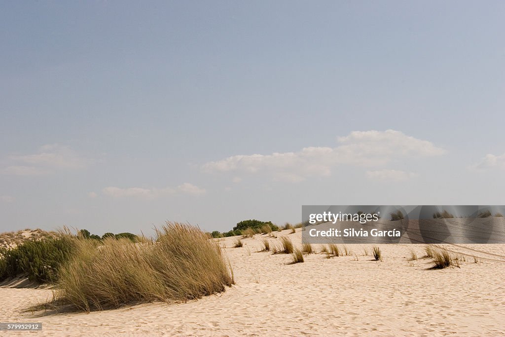 Dunes and pine on Doñana National Park, Huelva.