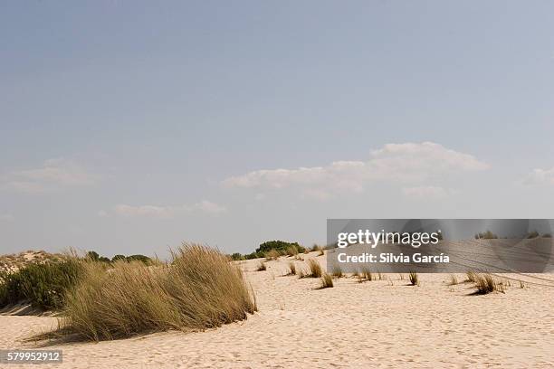 dunes and pine on doñana national park, huelva. - descansar 個照片及圖片檔