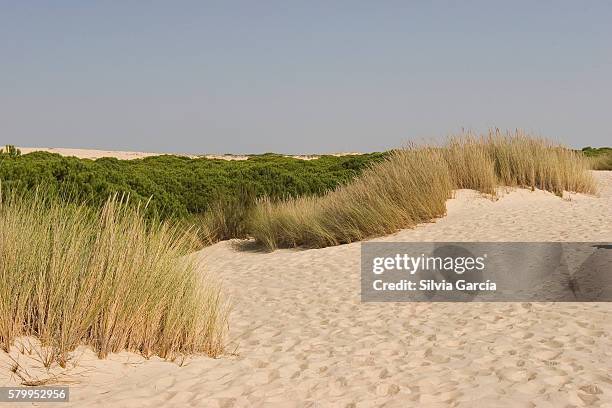 dunes and pine on doñana national park, huelva. - descansar 個照片及圖片檔