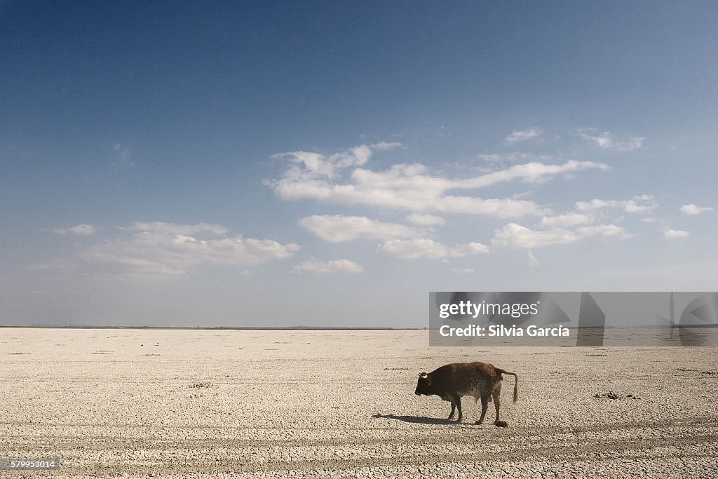Cow looking for water on thn the dry marshes, Doñana National Park, Huelva