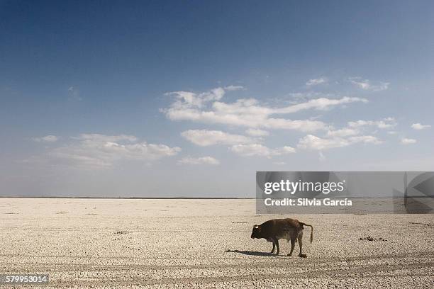 cow looking for water on thn the dry marshes, doñana national park, huelva - descansar 個照片及圖片檔