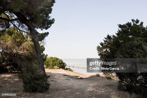 rio guadalquivir, doñana national park, huelva - descansar 個照片及圖片檔