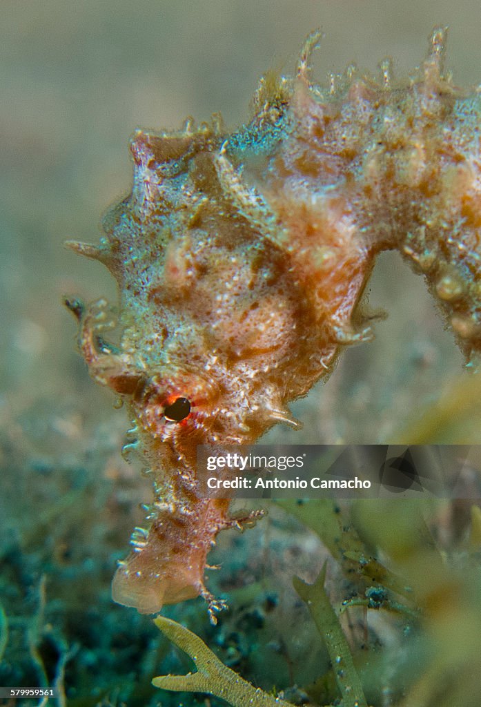 Seahorse
