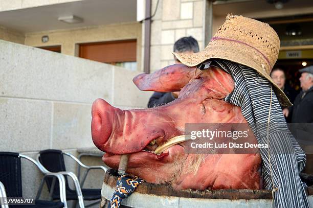wild boar's head in carnival - boar tusk stock pictures, royalty-free photos & images