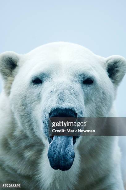 polar bear closeup portrait - polar bear stock pictures, royalty-free photos & images