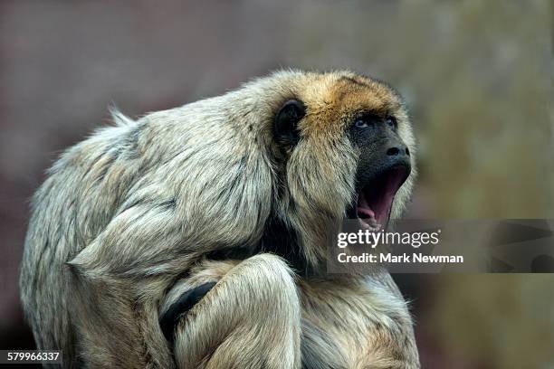 female howler monkey - howler stock pictures, royalty-free photos & images