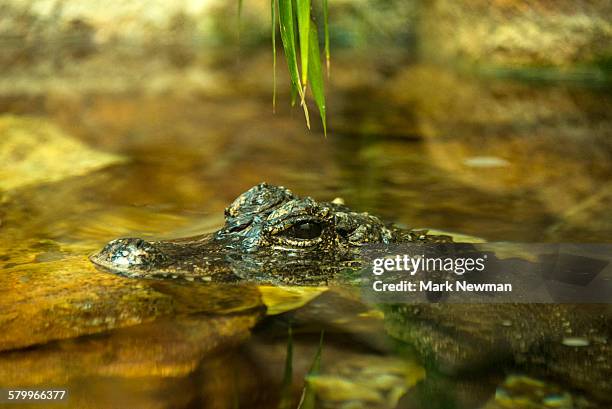 chinese alligator - alligator sinensis stock pictures, royalty-free photos & images