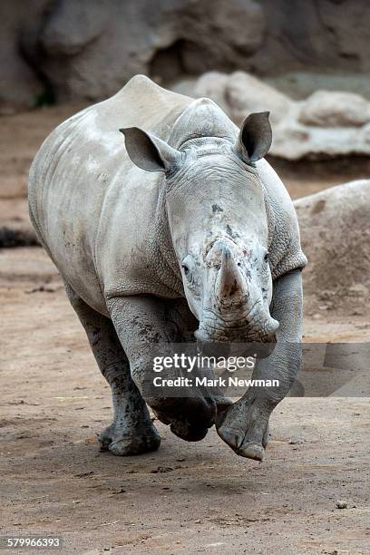 white rhinoceros - animals charging stock pictures, royalty-free photos & images