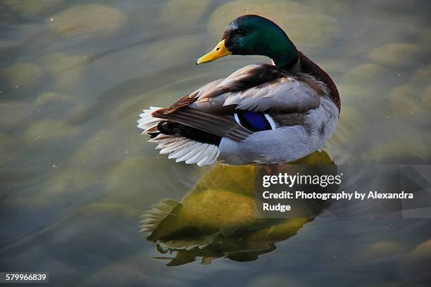 mallard duck with reflections - alexandra anka bildbanksfoton och bilder
