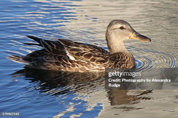 female mallard duck - alexandra anka bildbanksfoton och bilder