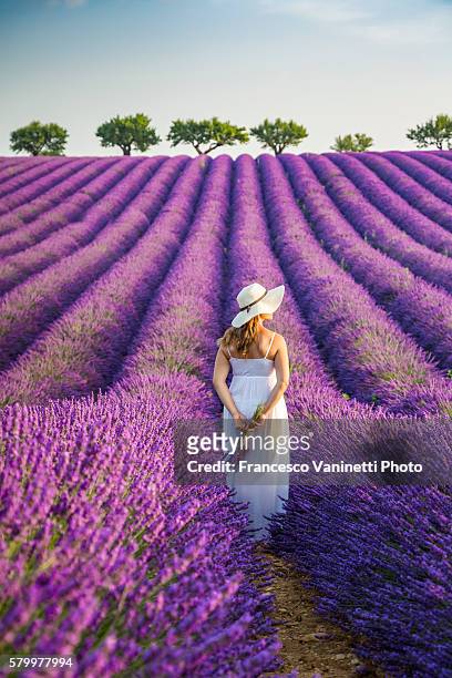 woman with hat in a lavender field. - alpes de haute provence ストックフォトと画像