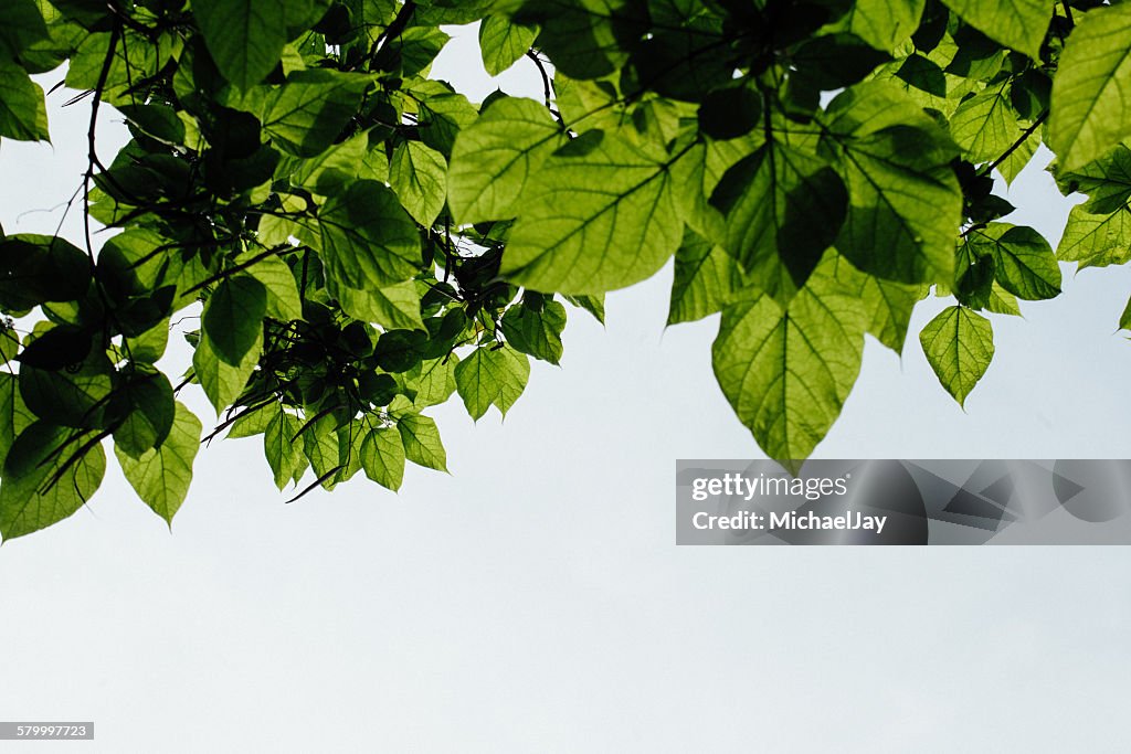 Low Angle View Of Leaves Against Clear Sky