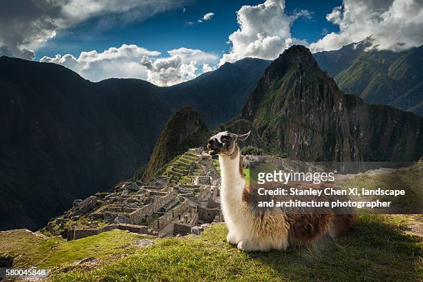alpaca and machu picchu - bezirk cuzco stock-fotos und bilder