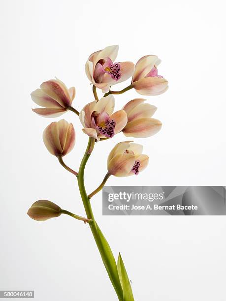 branch of orchids (ophrys cymbidium) on a white blackground - knop plant stage stockfoto's en -beelden