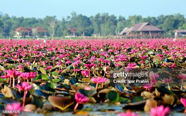 water lilies thale noi waterfowl park, phatthalung - thale noi stock pictures, royalty-free photos & images