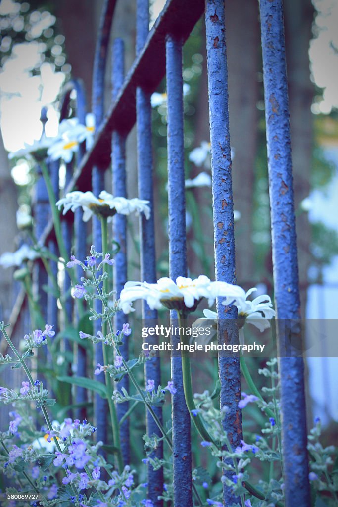 Flower and fence