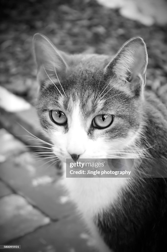 A Cat