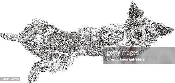 cute dog lying down and showing her belly - dog lying on back stock illustrations