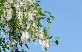 Poplar fluff on the flowering branches